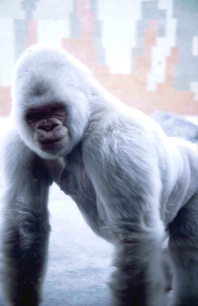 Gorila Albino - Copito de Nieve - zoo Barcelona - Catalunya 2.jpg